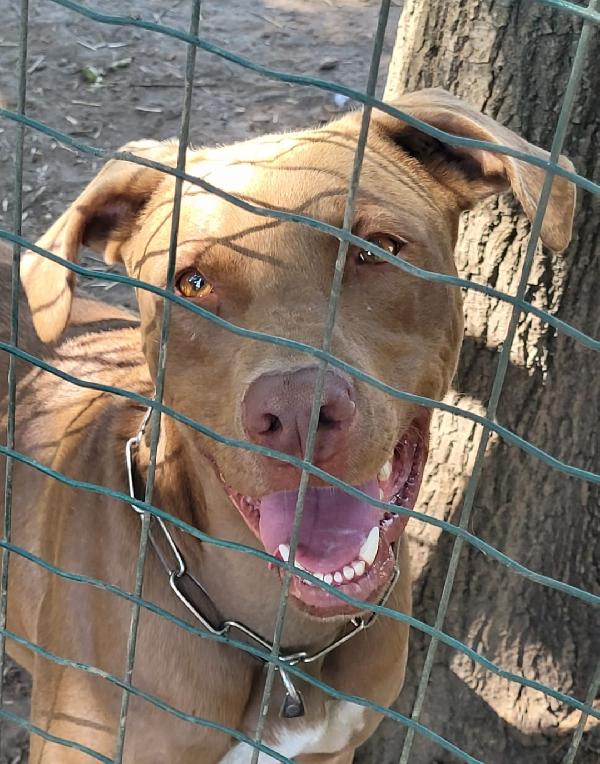 Simil Pittbull Red Nose - ZORO Foto 5